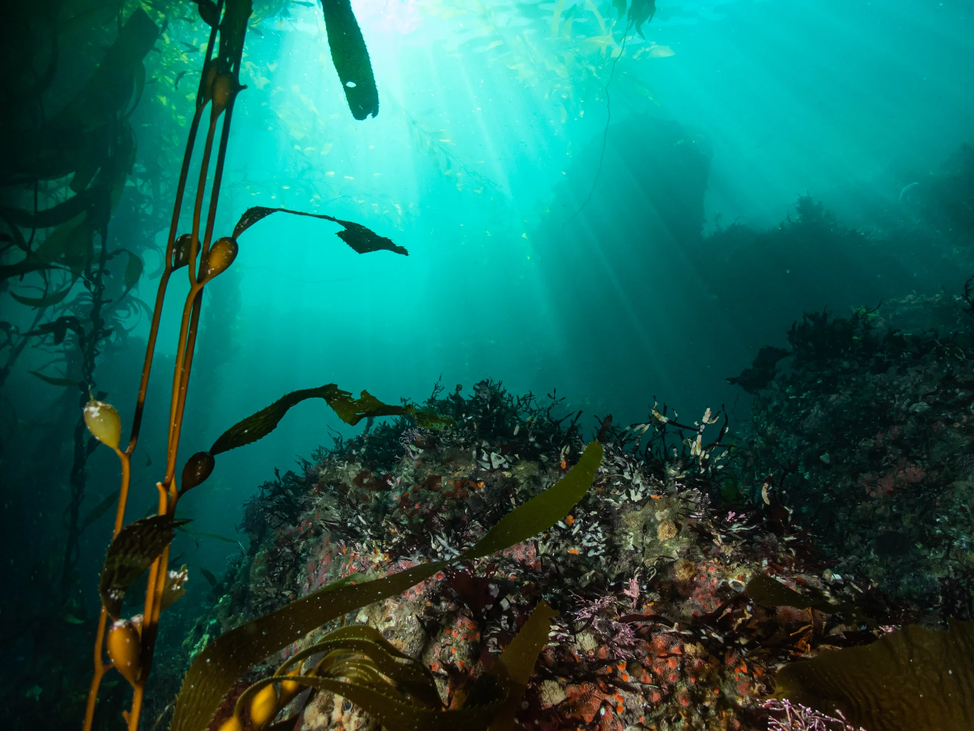Sunlight through a Monterey Bay kelp forest — photographed by Luke Kilpatrick