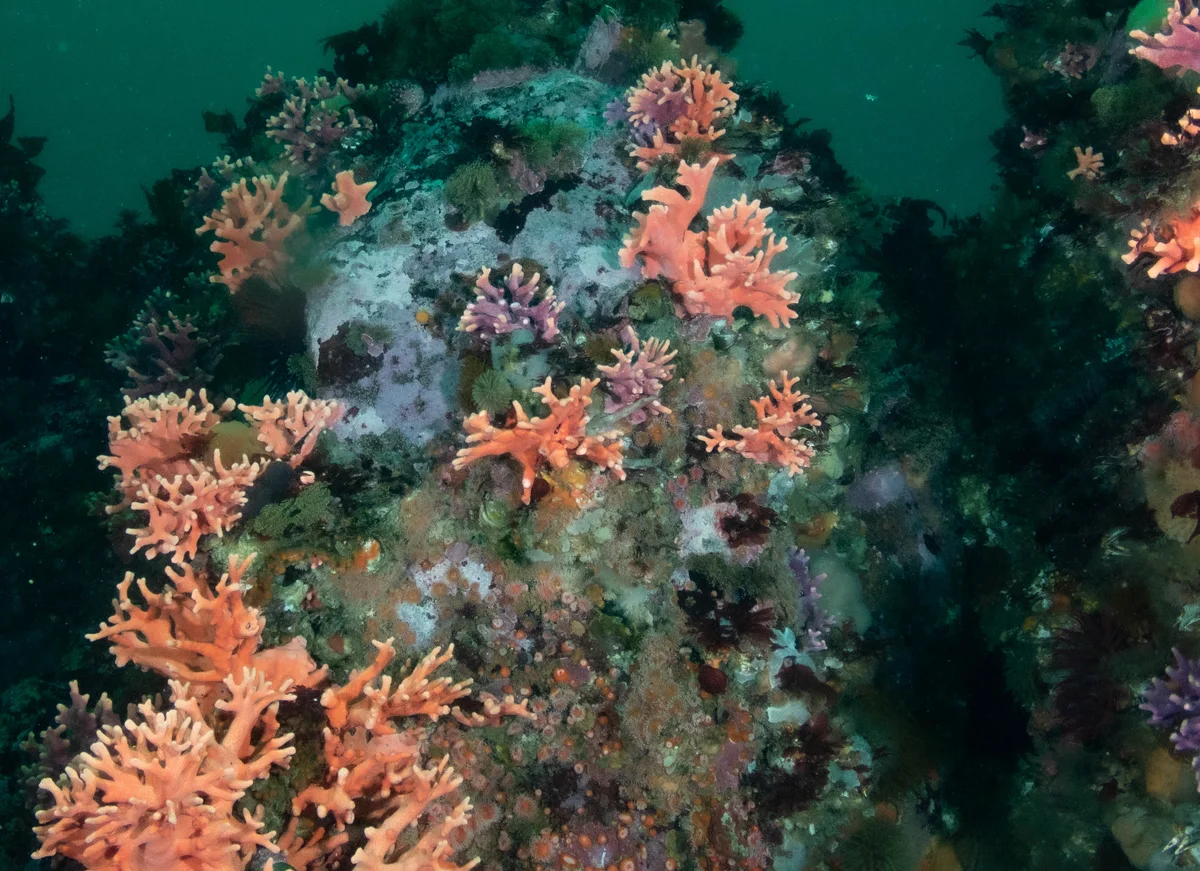 Monterey Bay pink hydrocoral reef
